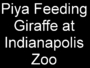 11_piya_feeding_giraffe.JPG